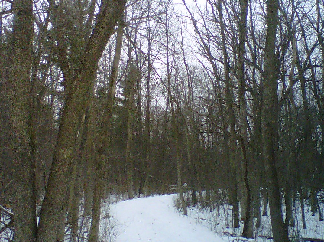 A Walk in the Woods Before Dinner