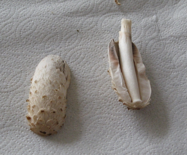 Recently Picked and Split ...