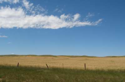 WInter Wheat Ready for Harvest