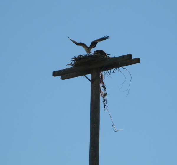 Irritated Mother Osprey