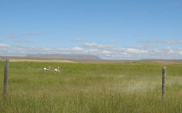 Pronghorns in Big Sky Country