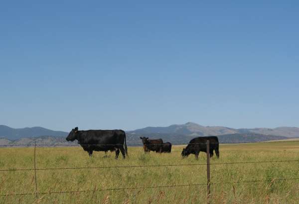 Montana Angus Grazing