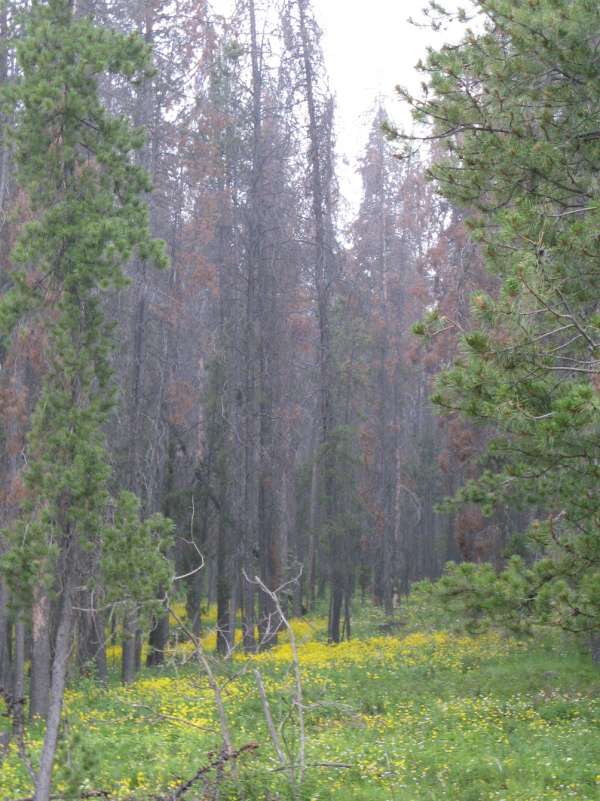 Priest Pass Forest