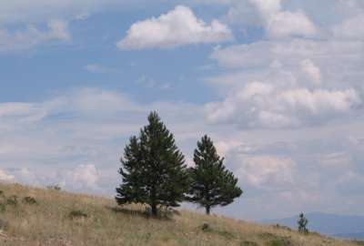 Ponderosas in Big Sky Country