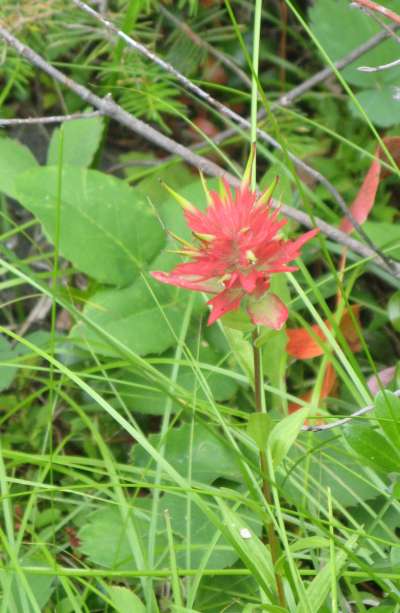 Indian Paintbrush