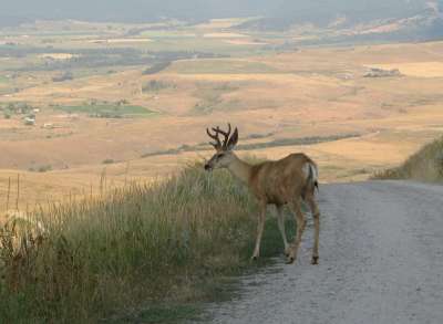 Mule Deer Watching Us