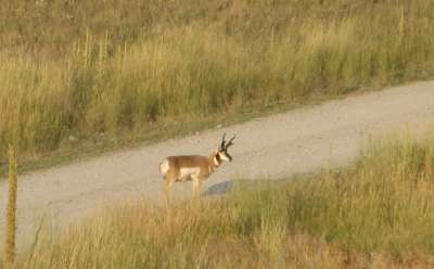 Another Pronghorn Watching Us