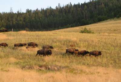 Herd Roaming the ...