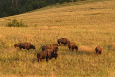 Grasslands as the ...