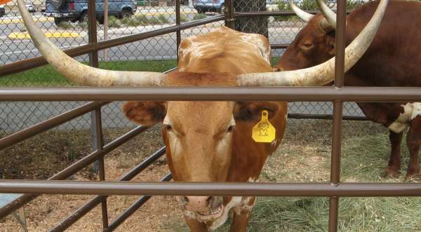 2 Heart Bar Ranch Longhorn Cow