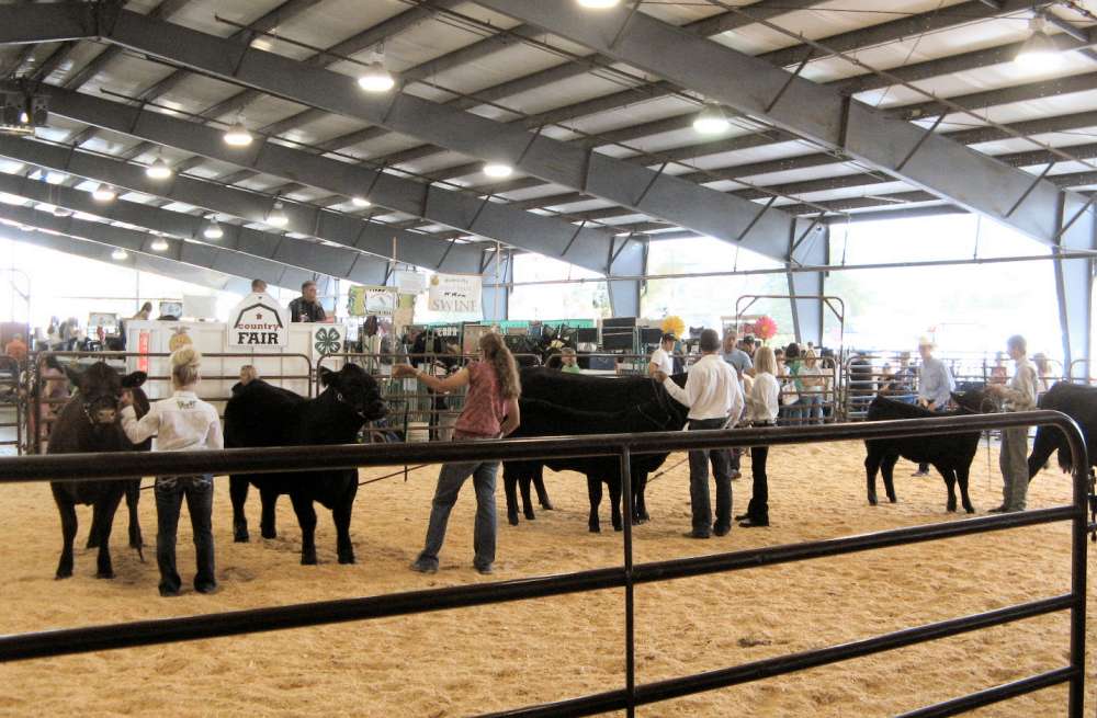 Final Round of Cattle Judging Final