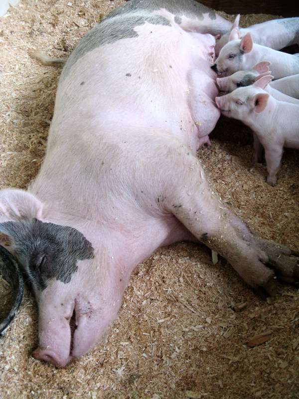 Sow with Seven Piglets Suckling