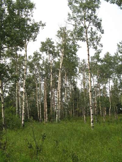 Aspen Grove