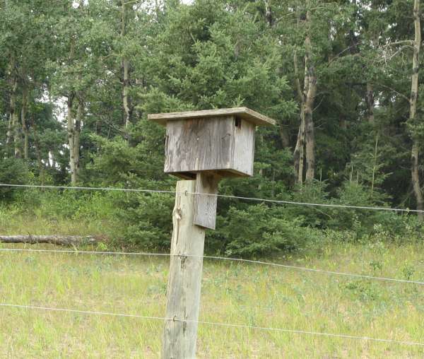 Birds are Welcome Here!