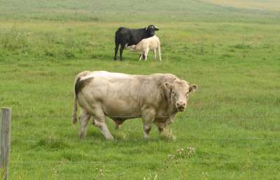 Bull, Cow, and Calf