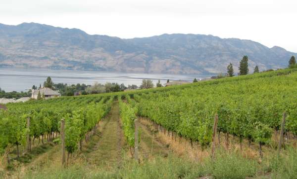 Kelowna Vineyard Overlooking Okanagan Lake