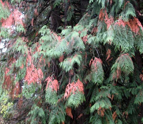Western Red Cedar