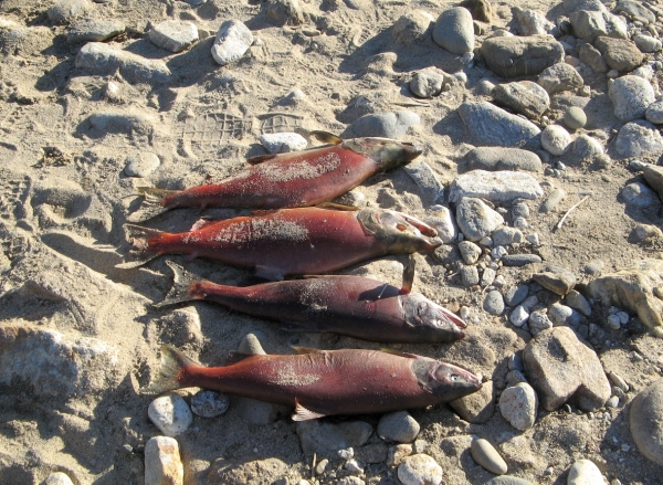 Sockeye Waiting to be Counted
