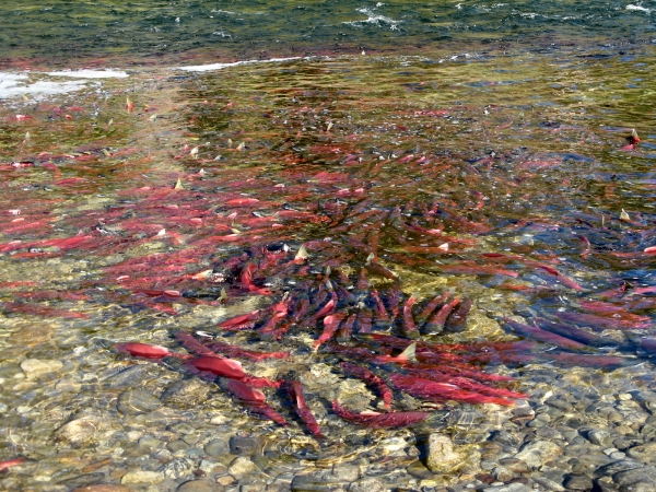Salute to the Sockeye