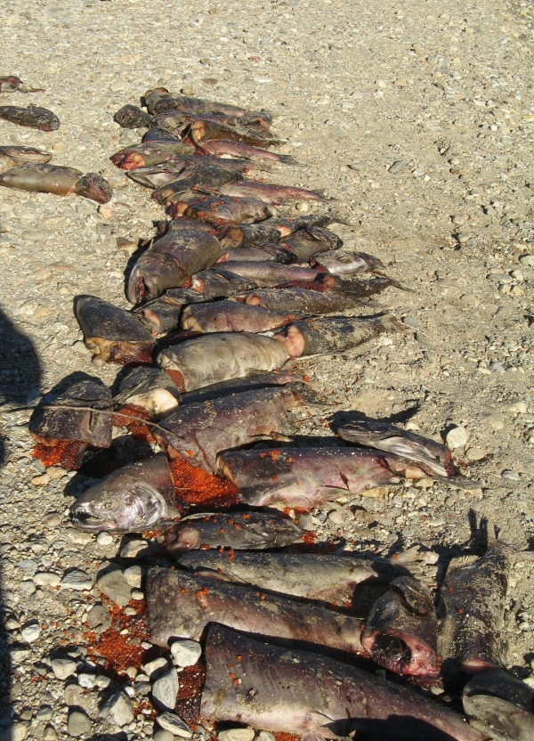 Counted Salmon at River's Edge