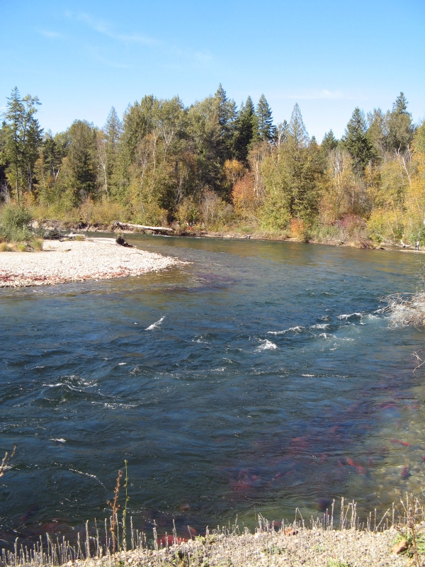 Adams River in Roger Haig-Brown PP in BC