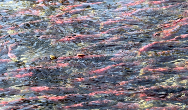 Adams River Sockeye Salmon Run