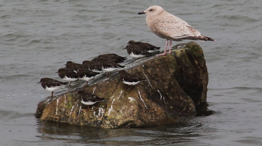 Immature Glaucous Winged Gull with Black Turnstones