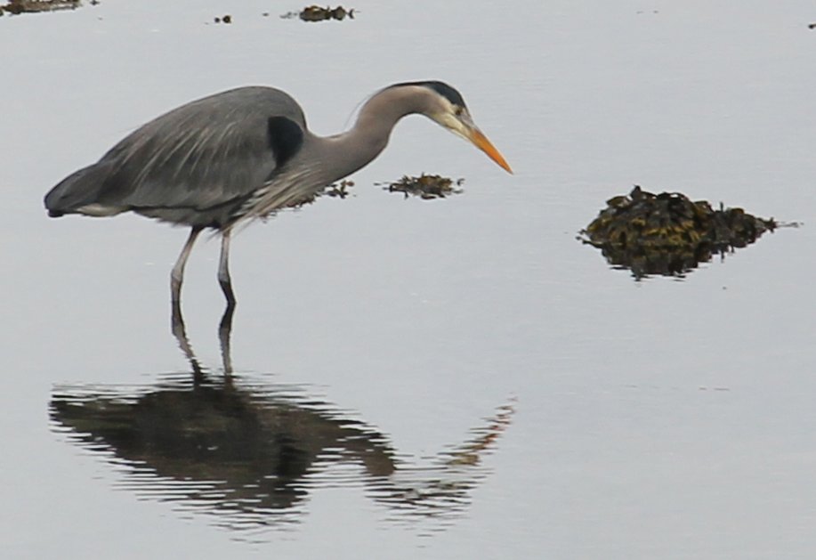 Deep Bay Great Blue Heron