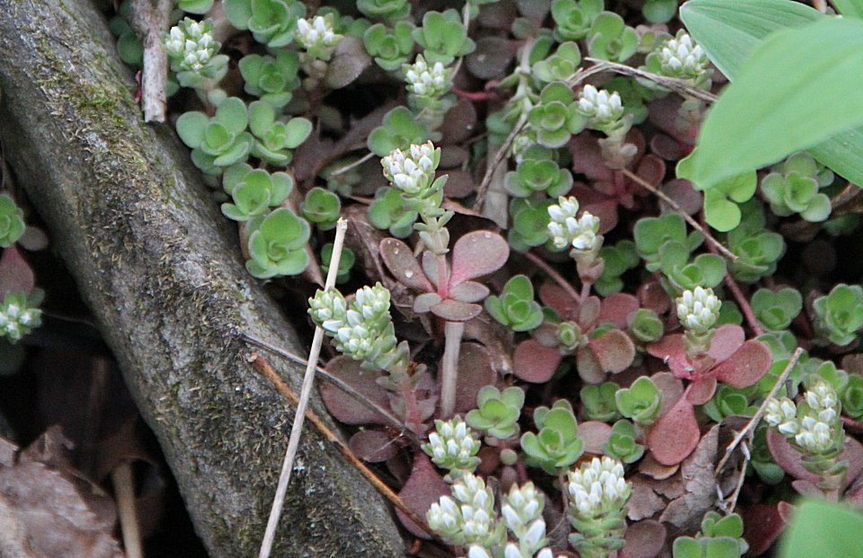 Stonecrop