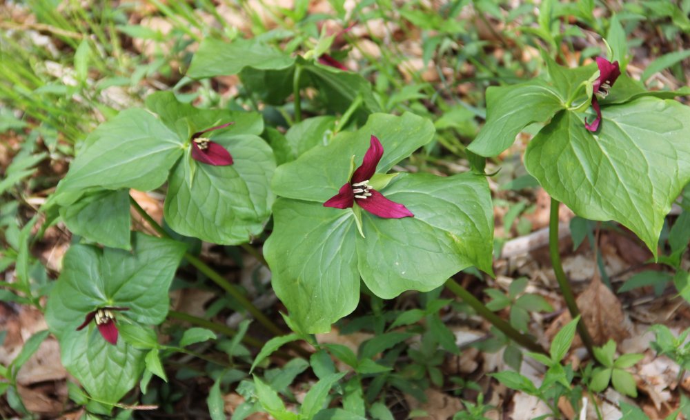 Wakerobin - Trillium erectum