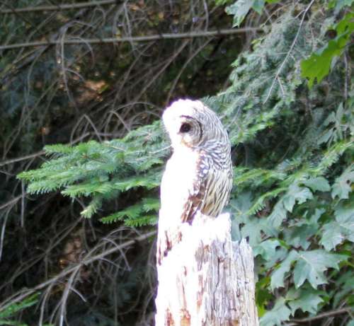 Barred Owl