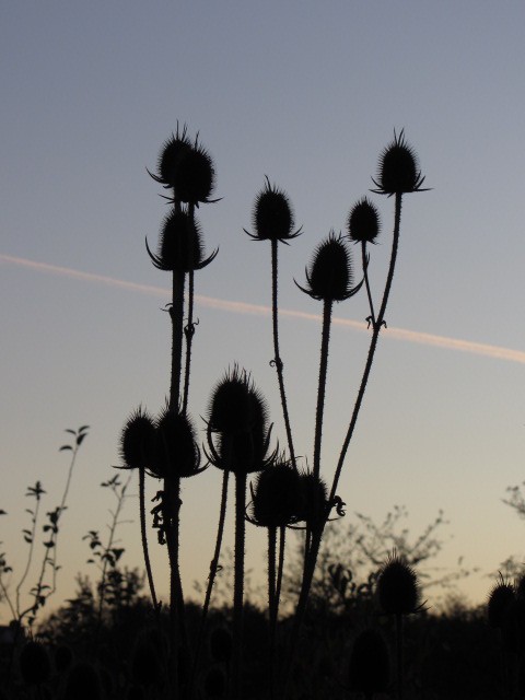 Thistles Waiting to Disperse Along North Shore Trail