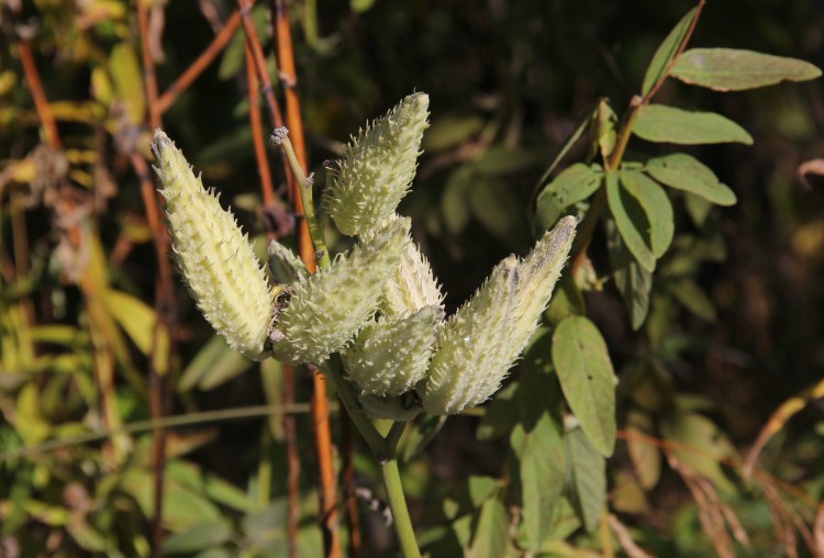 Milkweed Seed Pods Preparing for Dispersal