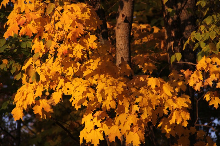 Color, Color and More