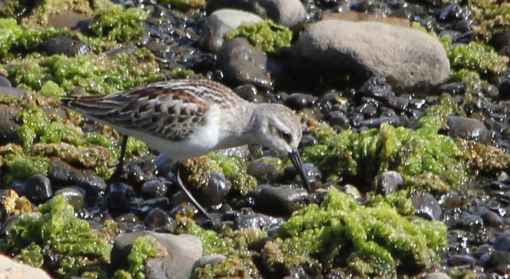 Western Sandpiper Poking in Intertidal Zone for Food