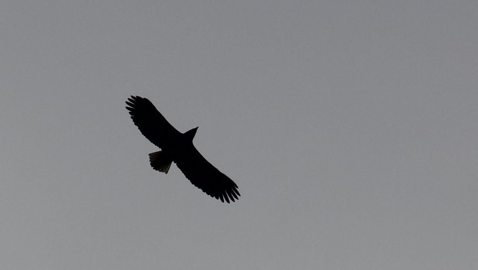 Bald Eagle Cruising