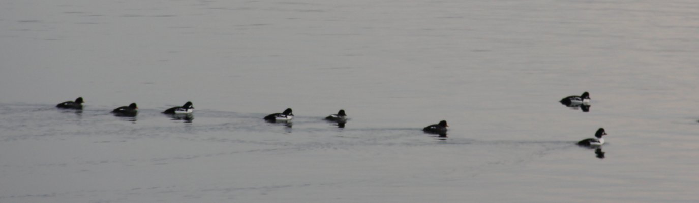 Barrow's Goldeneyes