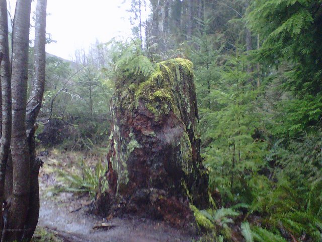 Tree Stump ... now a 