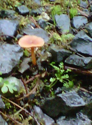 My First Mushroom of the Year, an orange lacarius (Lacarius aurantiacus)