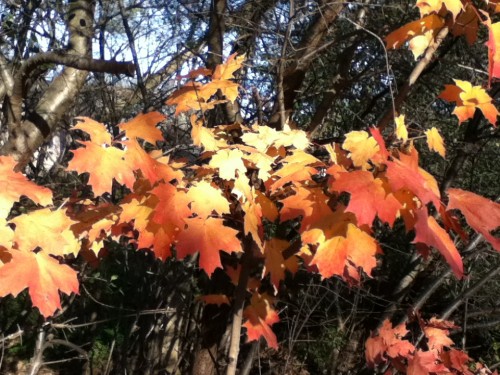 Color Along the North Shore Trail in Lake Forest