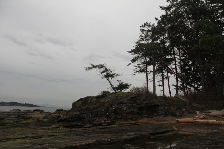 Krumholz Tree -- stunted by the wind