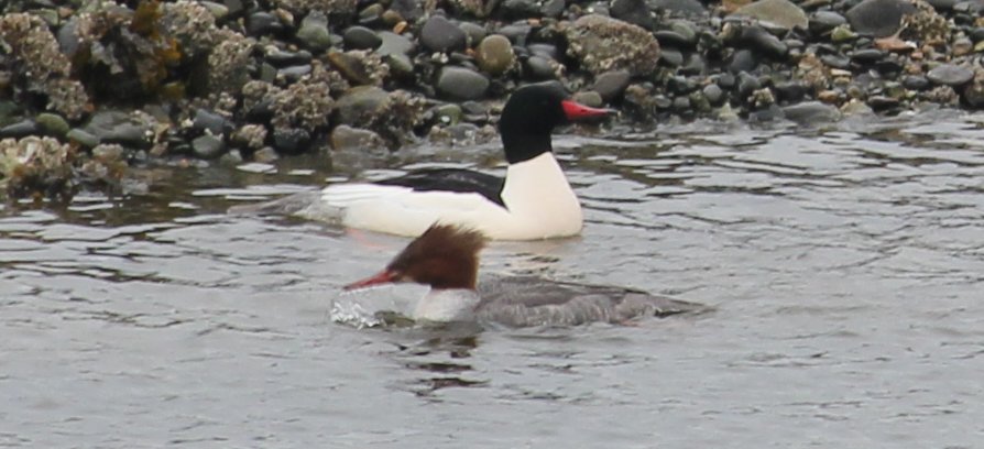 Common Mergansers: Female and Male
