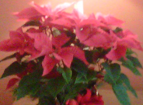 Merry, Merry Christmas!