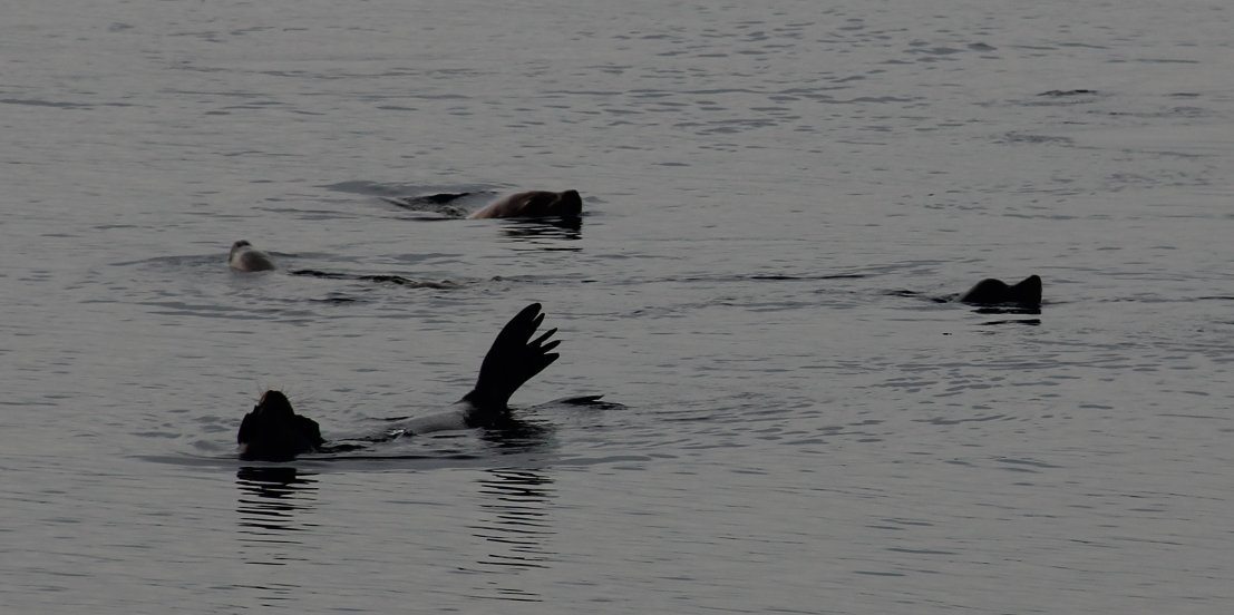 Sea Lions Resting